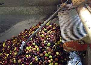 Le olive del nostro uliveto